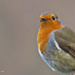 Winter robin by craftymeg