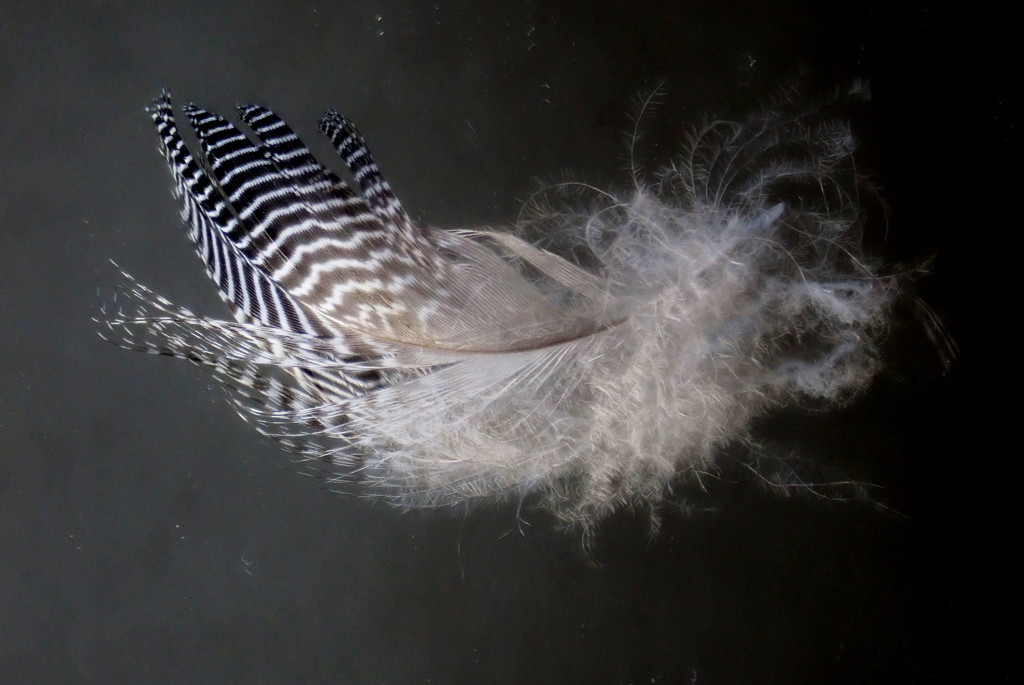 Fine Feather by jesika2