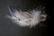 2nd Feb 2020 - Fine Feather
