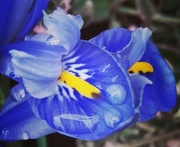 2nd Feb 2020 - Siberian iris