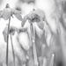 Raindrops on Snowdrops by rjb71