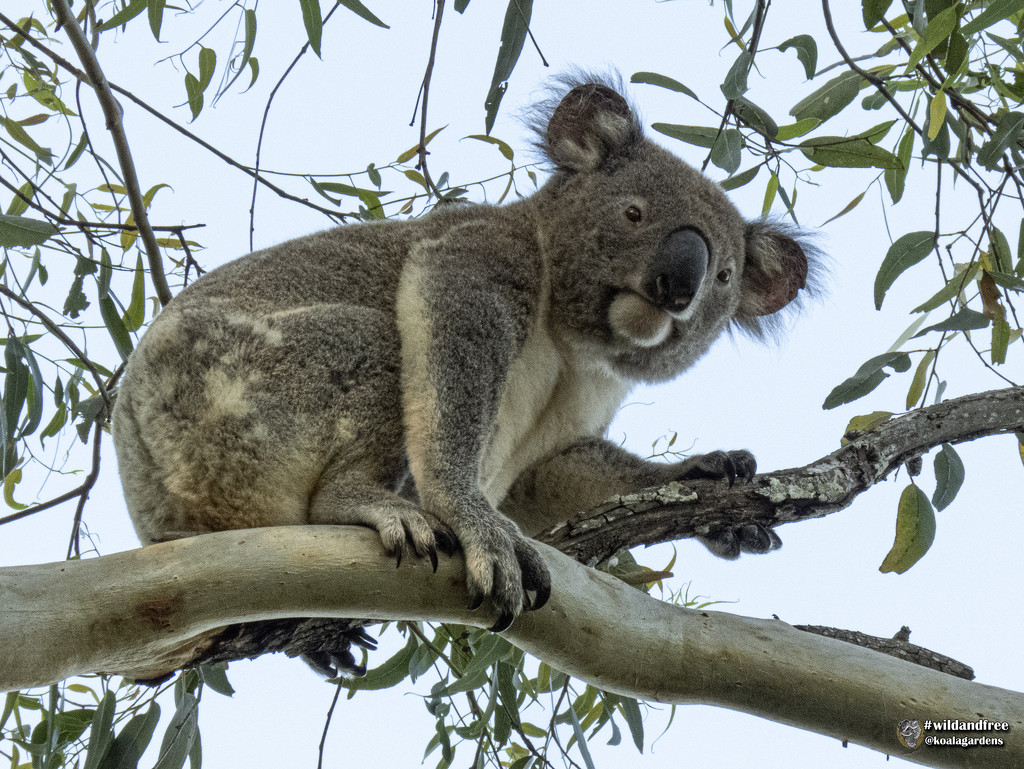 one awake koala by koalagardens