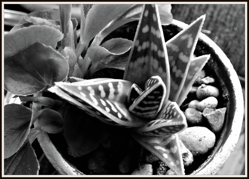 Aloe in a pot  by beryl