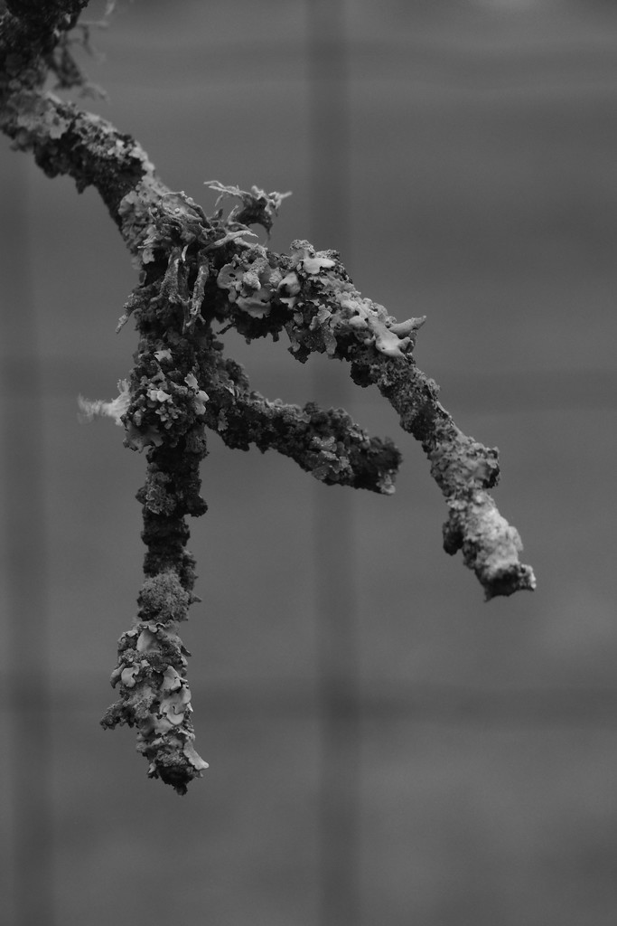 Branch with lichens by s4sayer