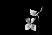 2nd Feb 2020 - Hydrangea flower