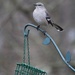 Young mockingbird (I think) by essiesue