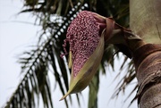 3rd Feb 2020 - A graceful Bangalow Palm seed pod