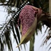 A graceful Bangalow Palm seed pod by sandradavies
