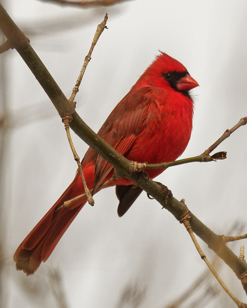 northern cardinal closeup by rminer