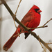 northern cardinal closeup by rminer