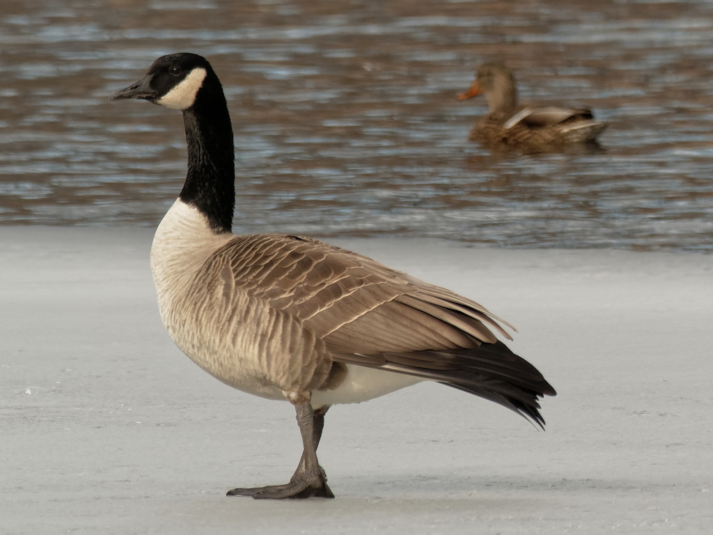 canada goose by rminer