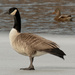 canada goose by rminer