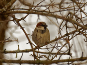 2nd Feb 2020 - house sparrow