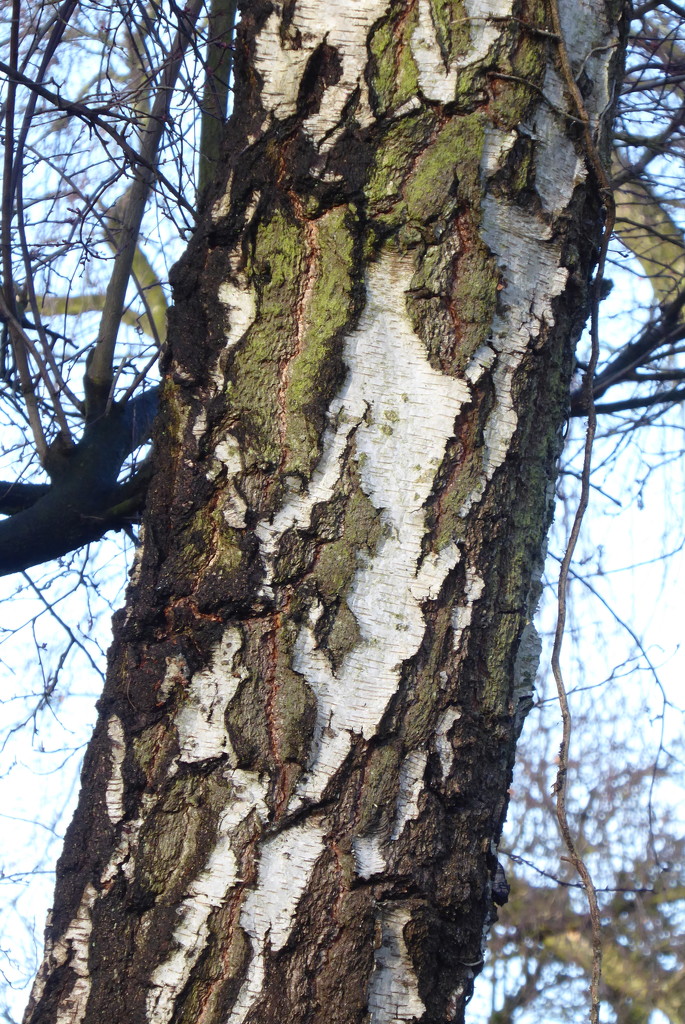 Silver birch tree trunk patterning by speedwell