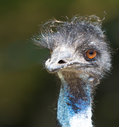 11th Sep 2019 - Emu - he got really close to me - had to zoom out