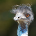 Emu - he got really close to me - had to zoom out by creative_shots