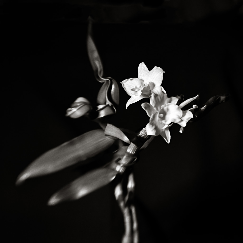 Forms in Nature:  Lensbaby Orchid by vignouse
