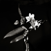 2nd Feb 2020 - Forms in Nature:  Lensbaby Orchid