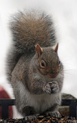 2nd Feb 2020 - Happy Squirrelhog Day