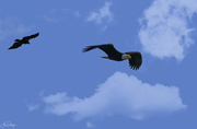 2nd Feb 2020 - Raven In Pursuit