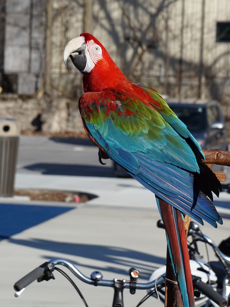 This parrot goes for bike rides by tunia