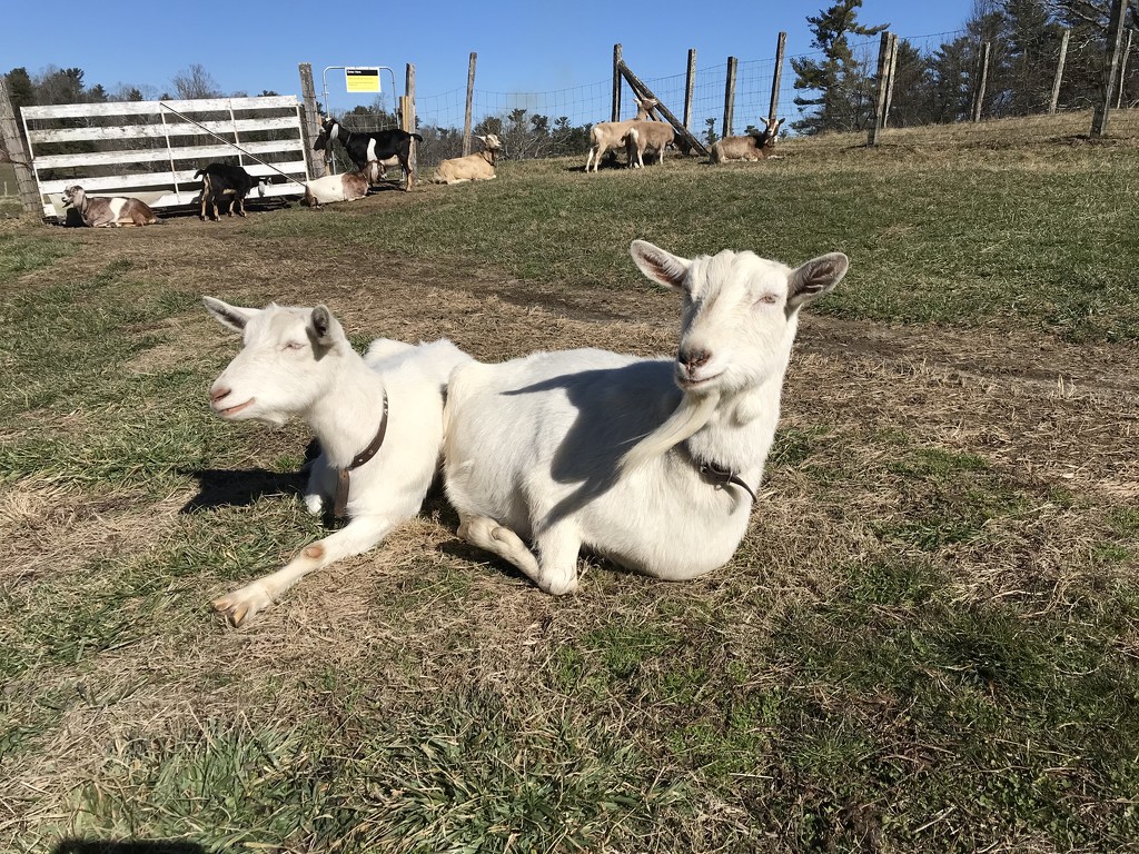 Carl Sandburg goats by gratitudeyear