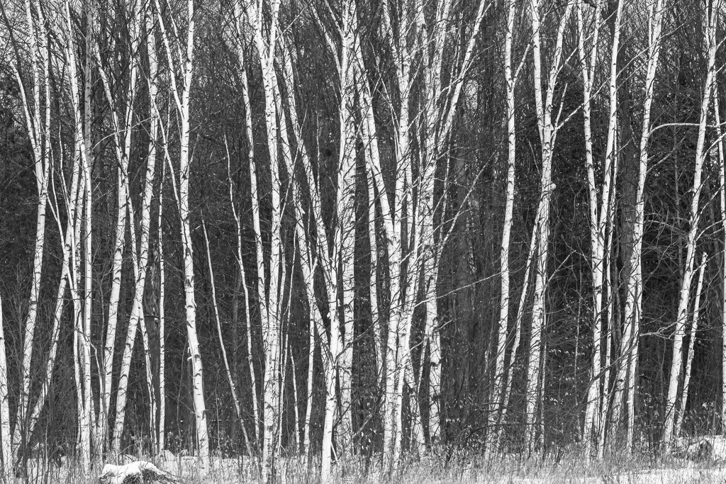 Birch Trees  by farmreporter