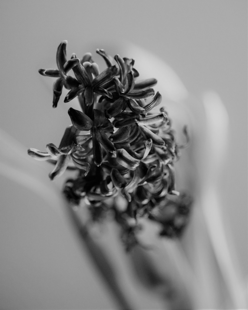 February 2: BW Hyacinth by daisymiller