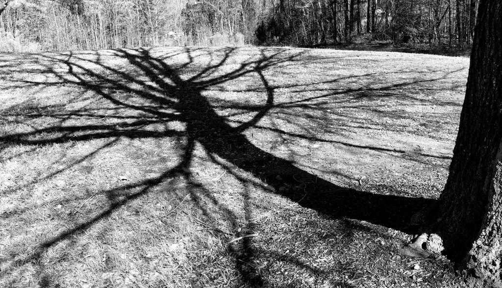 Shadow of the Tree 2 by homeschoolmom