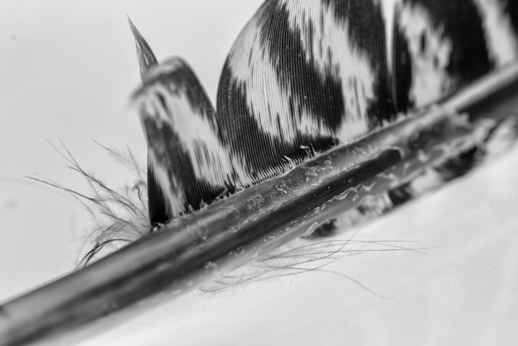 Turkey Feather by yorkshirekiwi