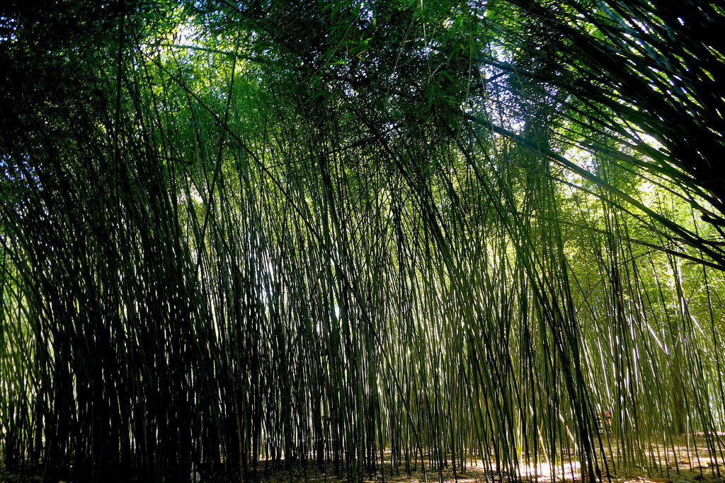 Bamboo Forest by redy4et