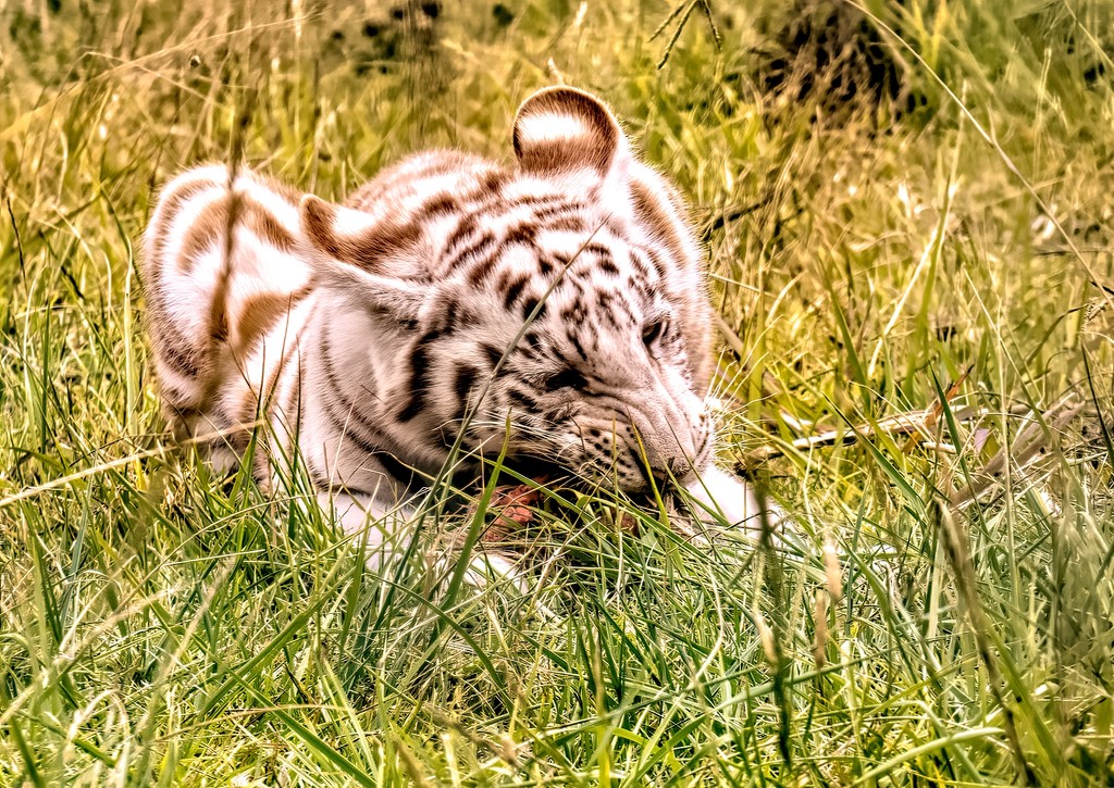 White Tiger Cub by ludwigsdiana