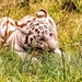 White Tiger Cub by ludwigsdiana