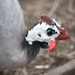February Series - A month of Guinea Fowl (3) by kgolab