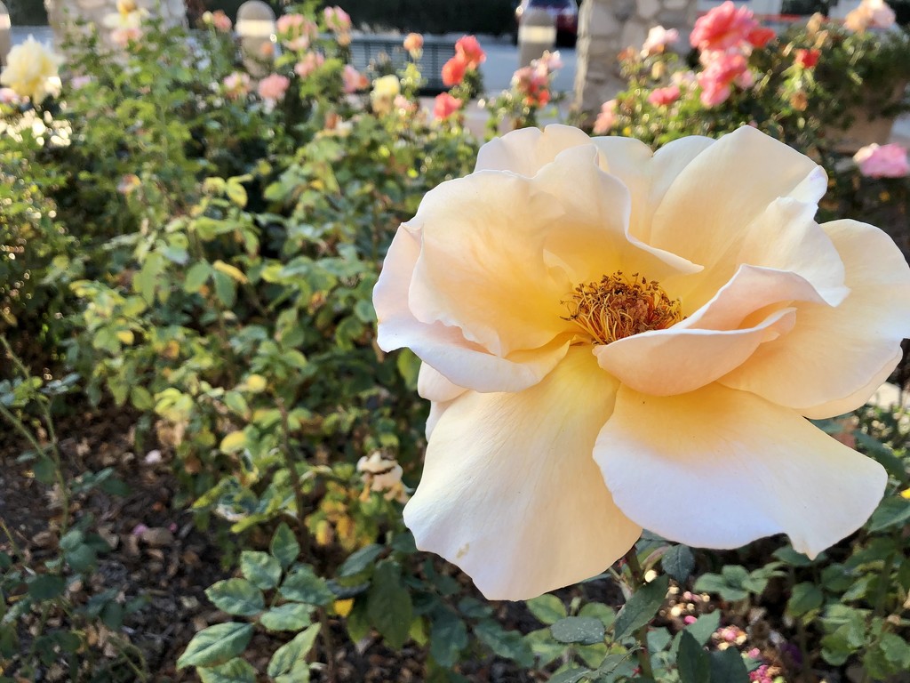 Rose Garden by loweygrace