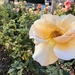 Rose Garden by loweygrace