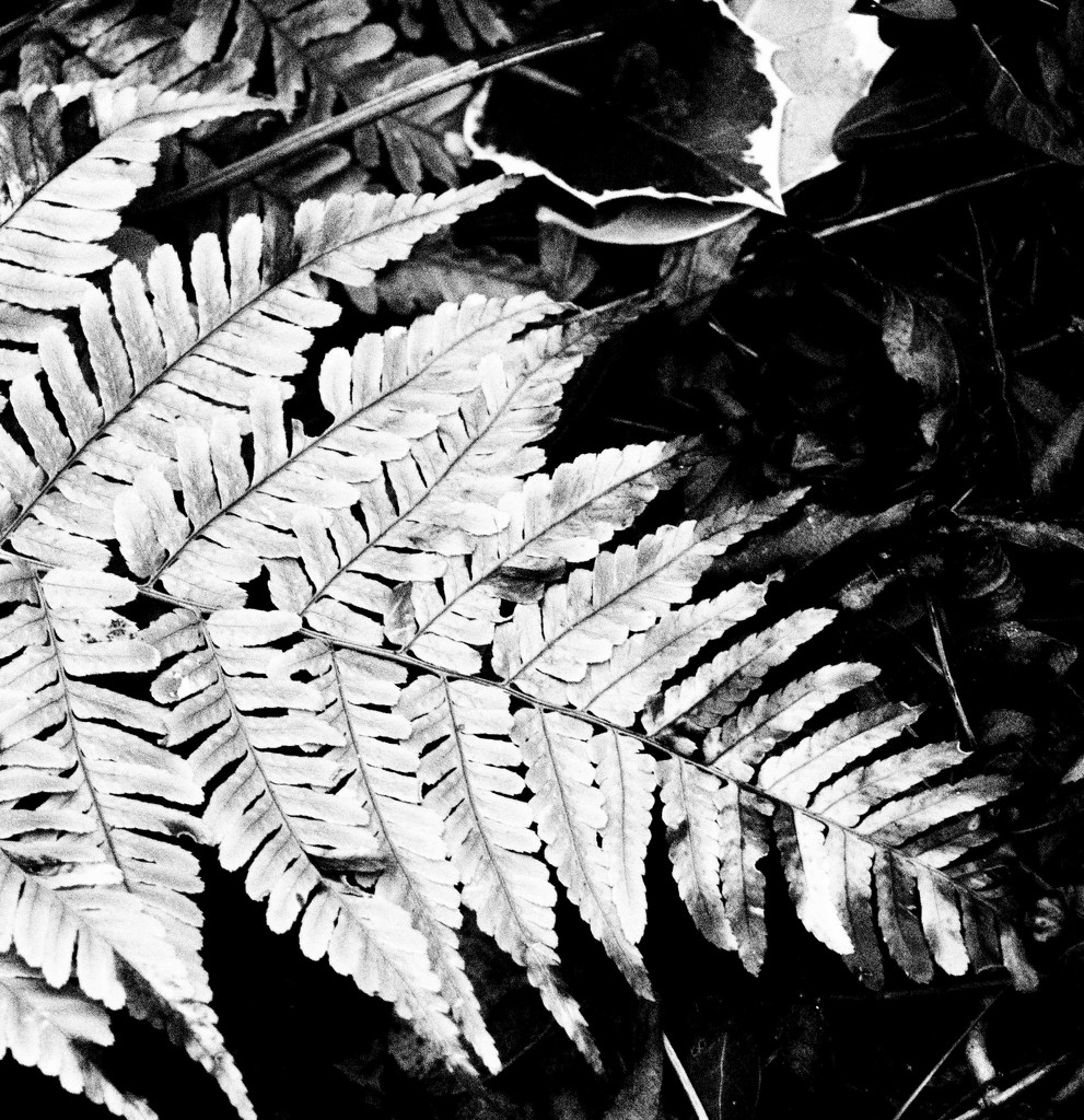 Fern by jacqbb