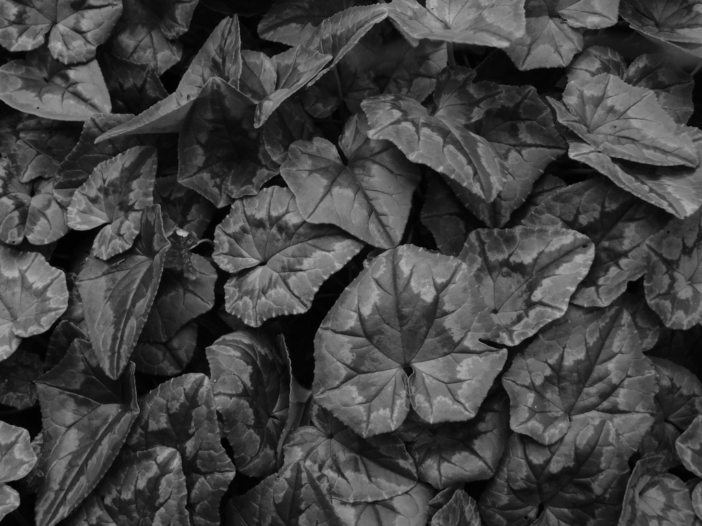Cyclamen leaves for "Forms in nature" FOR2020 by 365anne