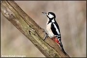3rd Feb 2020 - Female Great Spotted Woodpecker