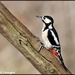 Female Great Spotted Woodpecker by rosiekind
