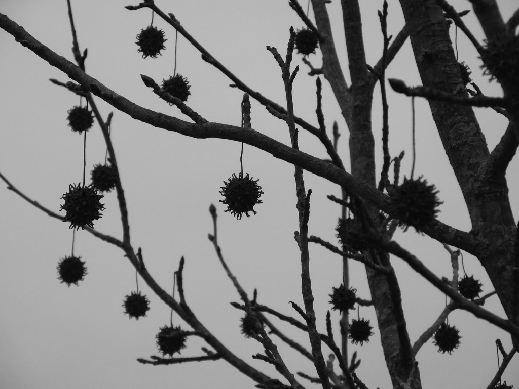 Sweet gum seed pods by mittens