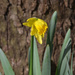 First Daffodil by arkensiel