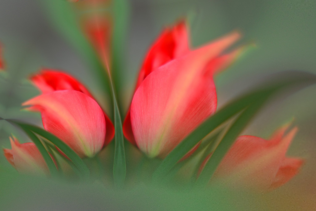 Tulips and blur...... by ziggy77