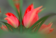 3rd Feb 2020 - Tulips and blur......