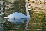 3rd Feb 2020 - White swan