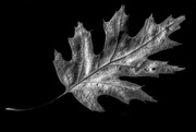 3rd Feb 2020 - old dried oak leaf