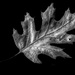old dried oak leaf by jernst1779