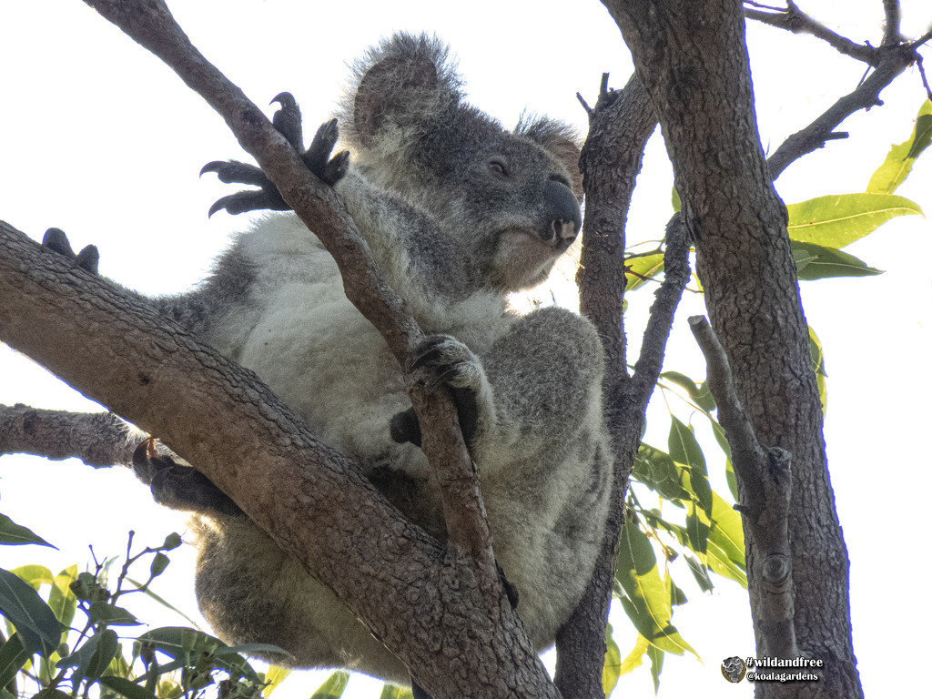 nonchalant  by koalagardens