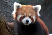 2nd Feb 2020 - Leo The Red Panda