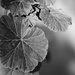 Geranium Leaf by salza